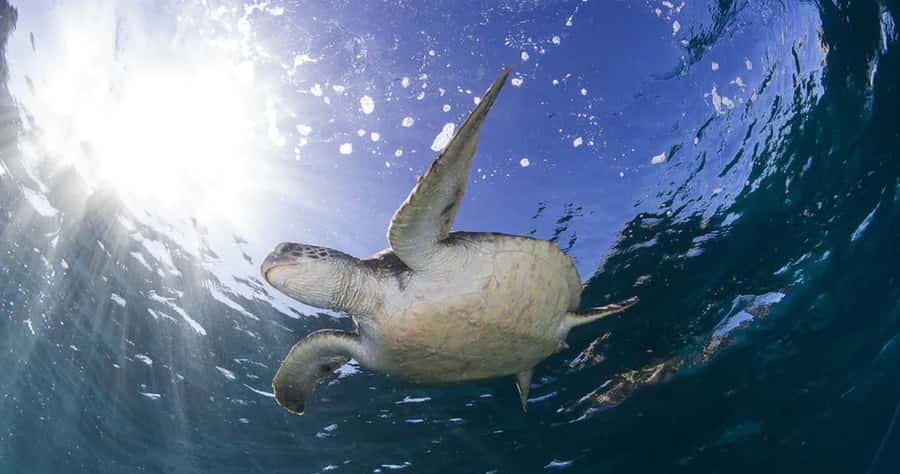 Byron Bay: Nguthungulli Julian Rocks Snorkeling Tour - What the $91 price includes