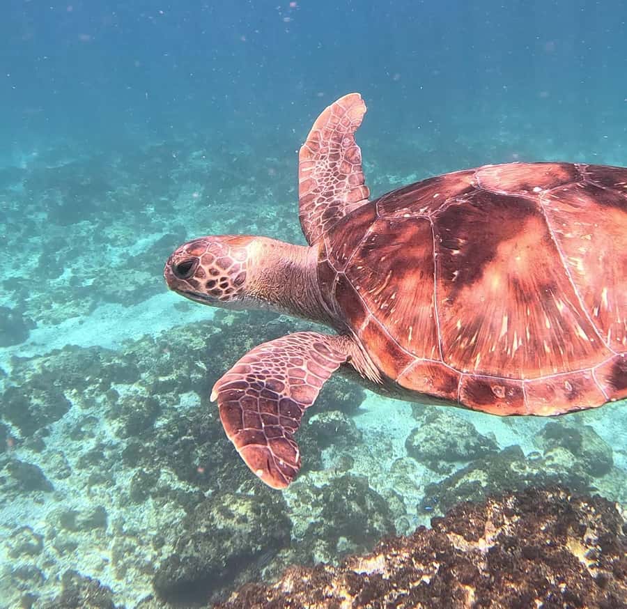Byron Bay: Nguthungulli Julian Rocks Snorkeling Tour - What the strongest feedback highlights