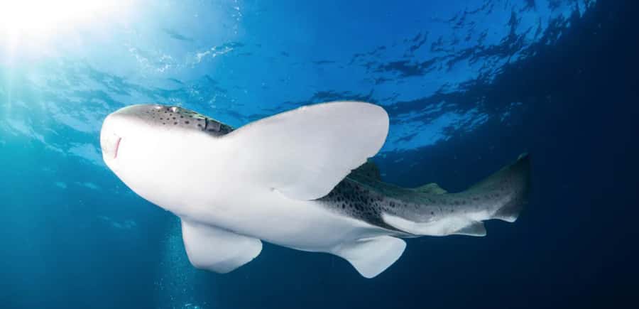 Byron Bay: Nguthungulli Julian Rocks Snorkeling Tour - Starting at 5 Marvell Street in Byron Bay