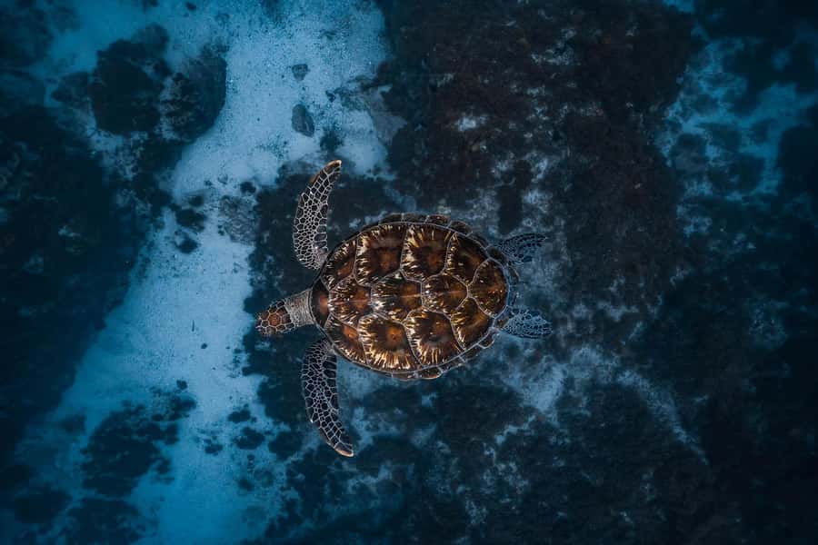 Byron Bay: Snorkeling Tour at Julian Rocks, Nguthungulli - Key points at a glance