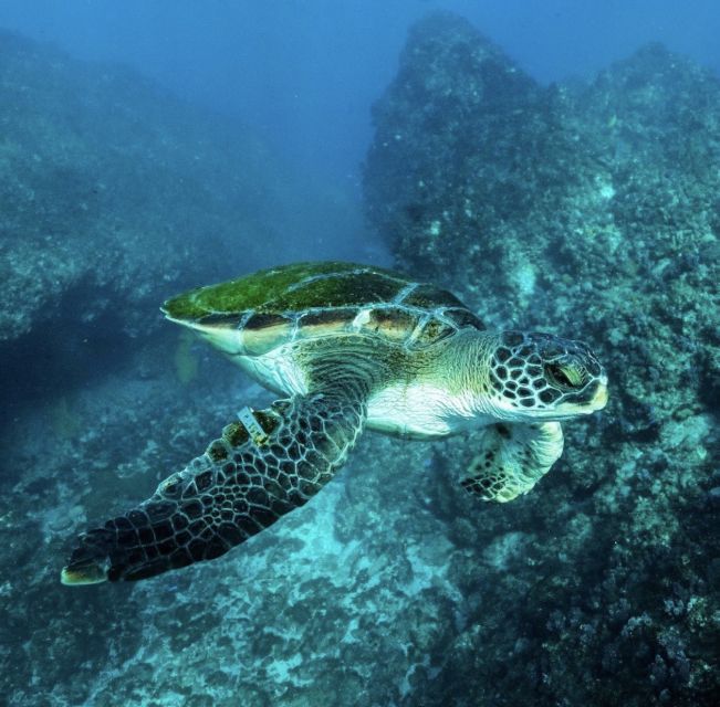 Byron Bay: Snorkeling Tour at Julian Rocks, Nguthungulli - Practical tips for a better day