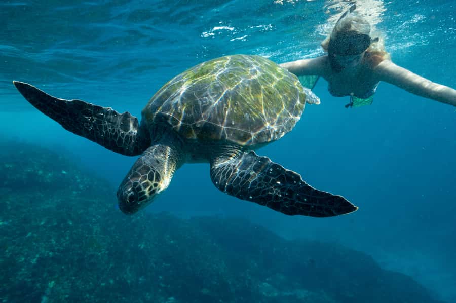 Byron Bay: Snorkeling Tour at Julian Rocks, Nguthungulli - Is $91 a fair price?