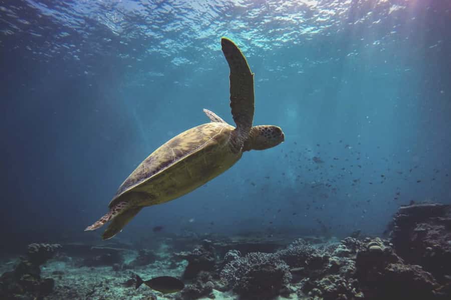 Byron Bay: Snorkeling Tour at Julian Rocks, Nguthungulli - Who should book this tour
