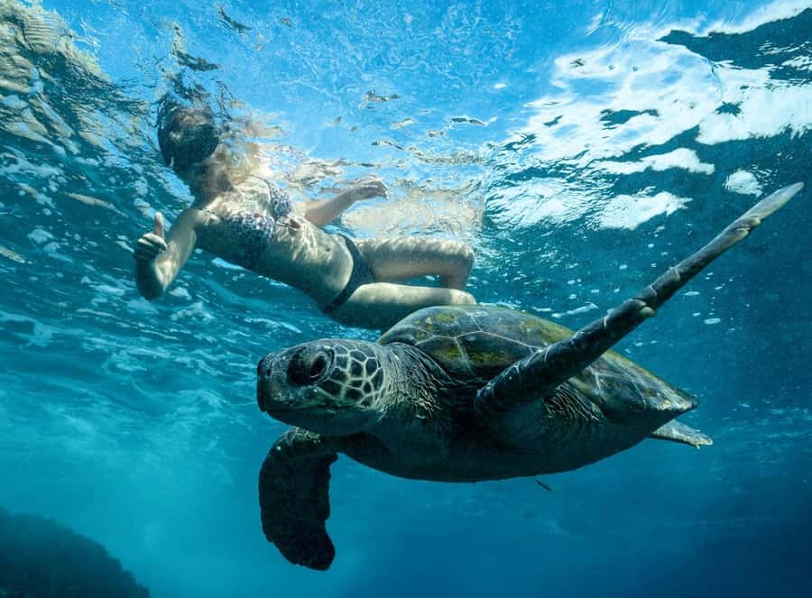 Byron Bay: Snorkeling Tour at Julian Rocks, Nguthungulli - From Brunswick Heads Marina to the open coast