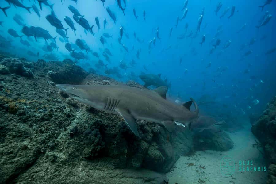 Byron Bay: Snorkelling Tour of Julian Rocks "Nuthungulli" - Who should book this experience?