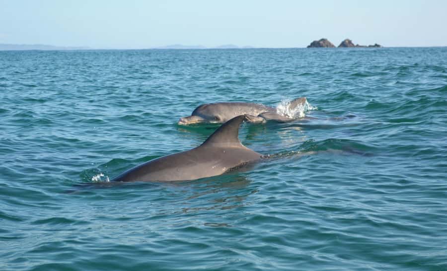 Byron Bay: The Byron Bay Sea Kayak Tour - Key points at a glance