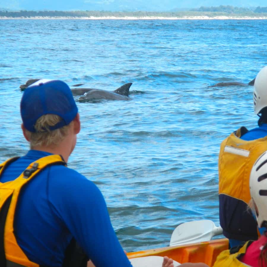 Byron Bay: The Byron Bay Sea Kayak Tour - Dolphins, turtles and seasonal whales