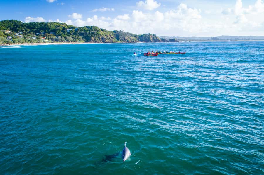 Byron Bay: The Byron Bay Sea Kayak Tour - What the $63 price delivers