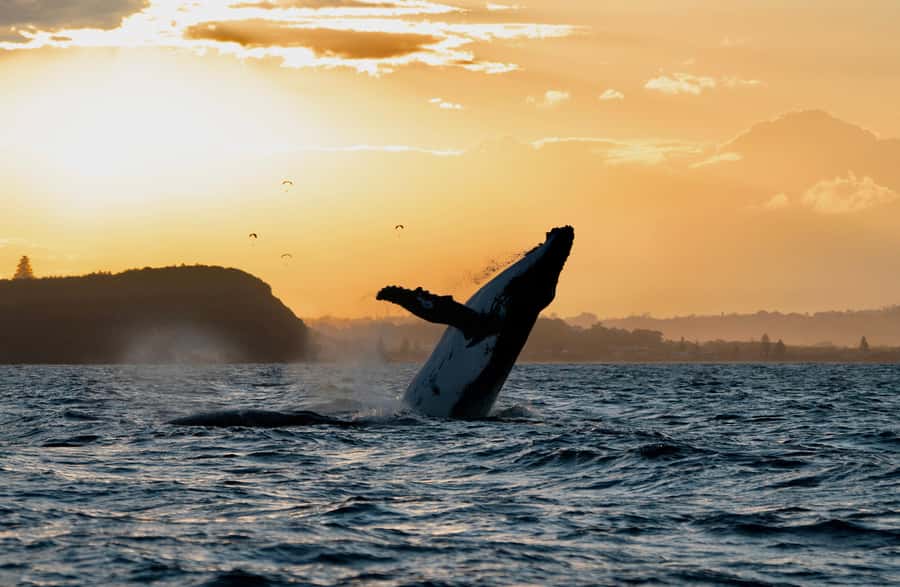 Byron Bay: Whale Watching Cruise with a Marine Biologist - Key points at a glance