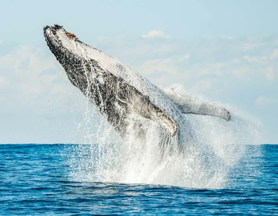 Byron Bay: Whale Watching Cruise with a Marine Biologist - From Ballina to Cape Byron Marine Park