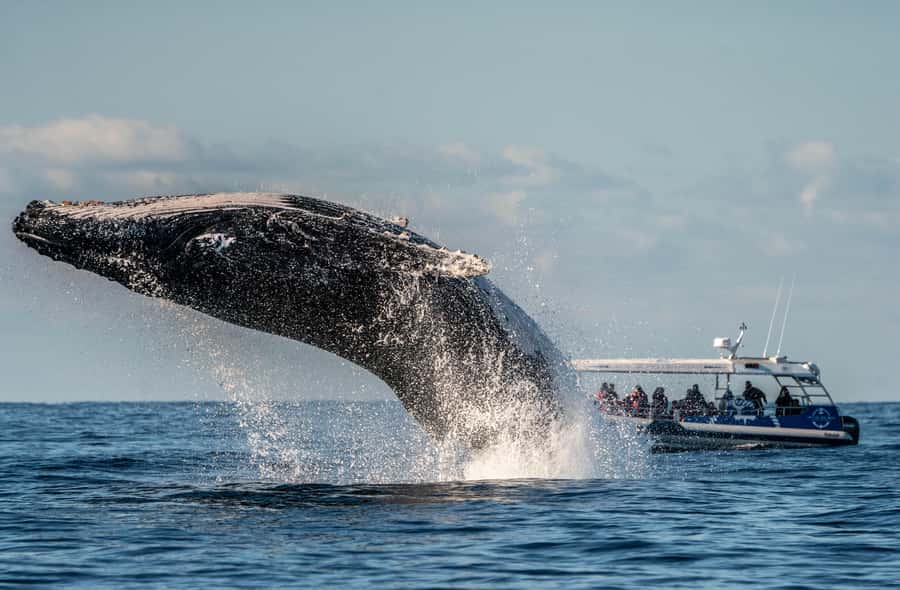 Byron Bay: Whale Watching Cruise with a Marine Biologist - Watching humpbacks in open water