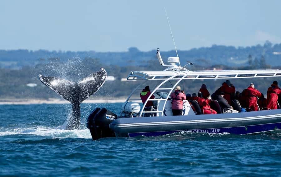 Byron Bay: Whale Watching Cruise with a Marine Biologist - Listening to the whale song