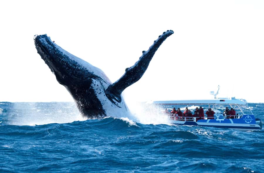 Byron Bay: Whale Watching Cruise with a Marine Biologist - Timing your 150-minute cruise