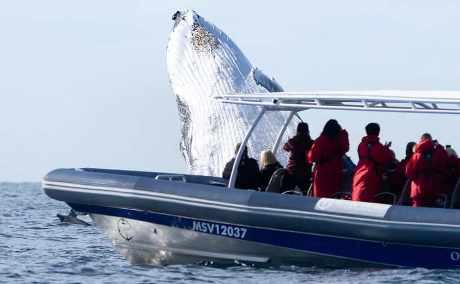 Byron Bay: Whale Watching Cruise with a Marine Biologist - Price and what you receive