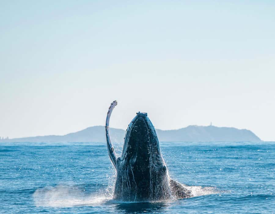 Byron Bay: Whale Watching Cruise with a Marine Biologist - Seasickness, comfort, and safety