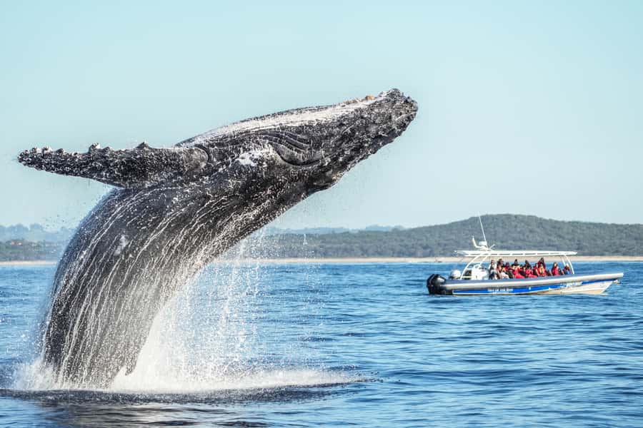 Byron Bay: Whale Watching Cruise with a Marine Biologist - Why the small boat matters