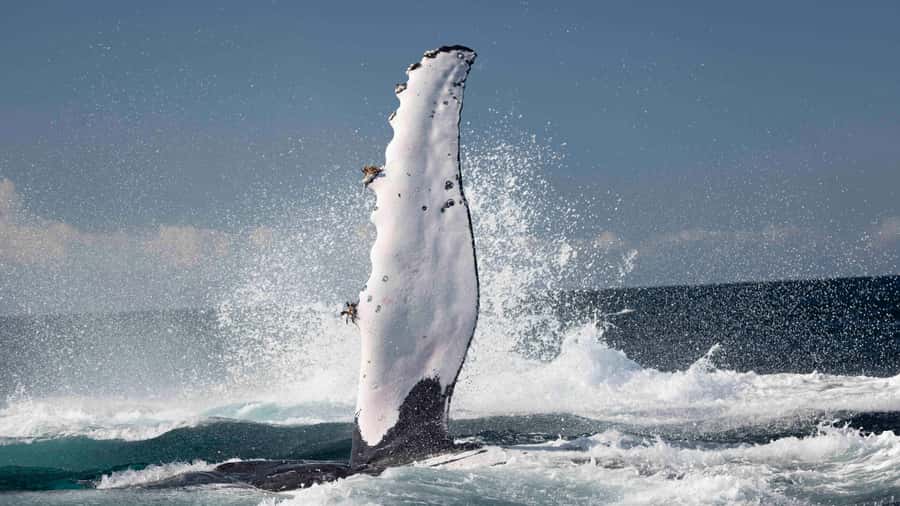 Byron Bay Whale Watching with Marine Biologist - Setting out from Brunswick Heads on the Wardjam