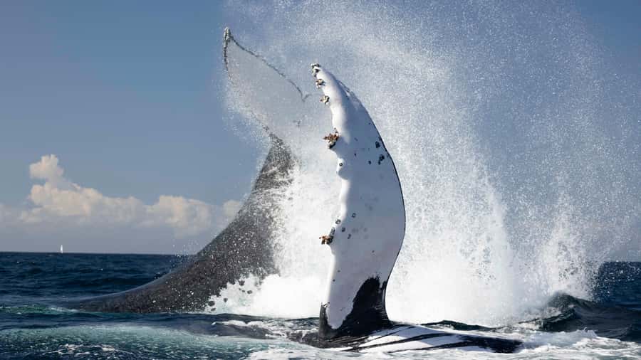 Byron Bay Whale Watching with Marine Biologist - A 150-minute search, not a guaranteed wildlife show