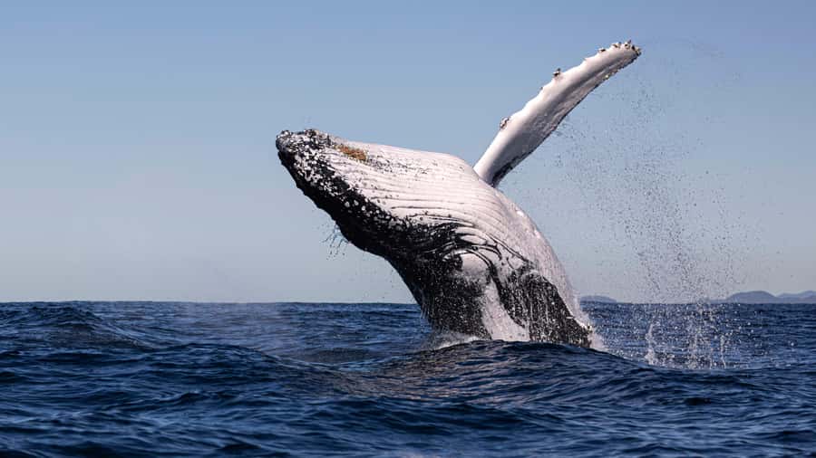 Byron Bay Whale Watching with Marine Biologist - Hearing whale song through the hydrophone