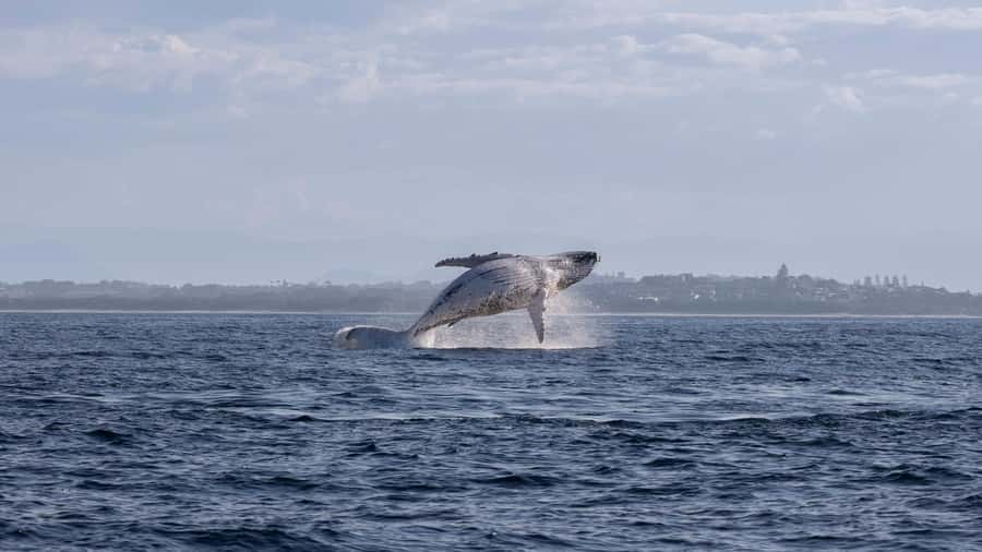 Byron Bay Whale Watching with Marine Biologist - Learning from a marine biologist guide