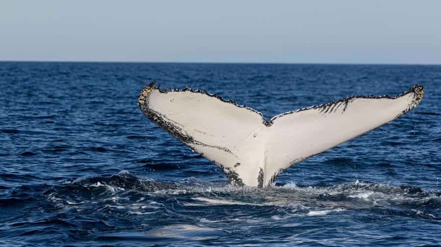 Byron Bay Whale Watching with Marine Biologist - What to bring for a comfortable outing