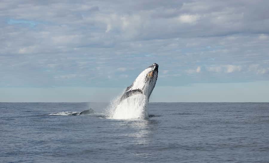 Byron Bay Whale Watching with Marine Biologist - Weather and sea conditions matter