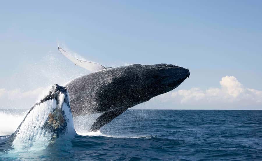 Byron Bay Whale Watching with Marine Biologist - Why Byron Bay is a good place to look for humpbacks