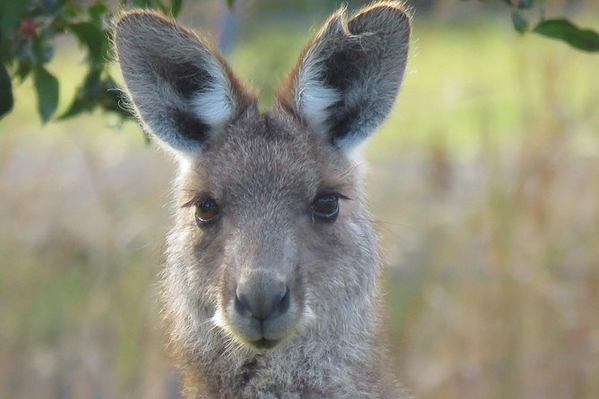 Byron Bay Wildlife Safari - What the small 4WD adds to the day