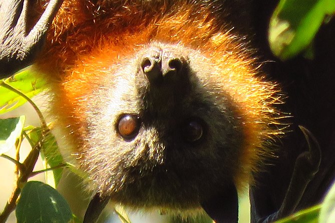 Byron Bay Wildlife Safari - Wildlife watching without touching or feeding