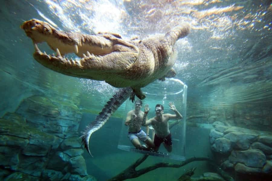"Cage Of Death" Crocodile Swim and Entry to Crocosaurus Cove - Key points to know before you book