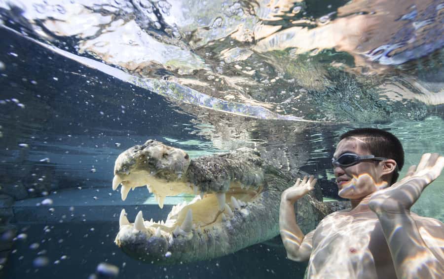 "Cage Of Death" Crocodile Swim and Entry to Crocosaurus Cove - Why the Cage of Death feels so intense