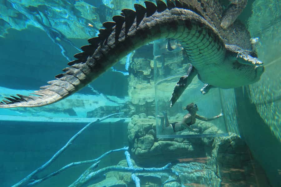 "Cage Of Death" Crocodile Swim and Entry to Crocosaurus Cove - Lowering into the crocodile enclosure