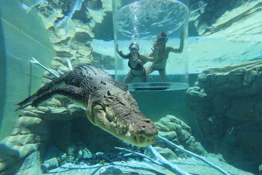 "Cage Of Death" Crocodile Swim and Entry to Crocosaurus Cove - What happens after the cage session