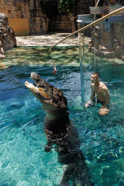 "Cage Of Death" Crocodile Swim and Entry to Crocosaurus Cove - Is $208 good value for two people?