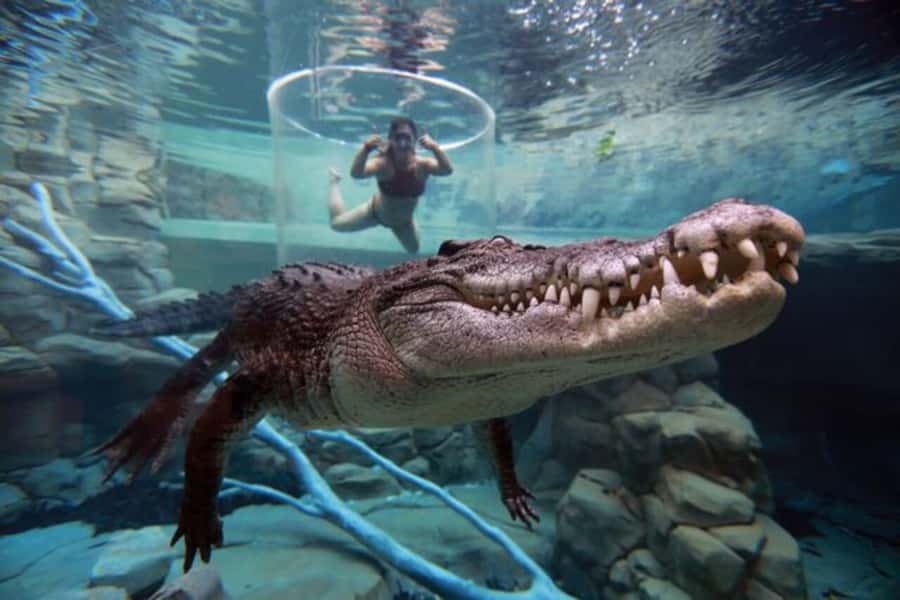 "Cage Of Death" Crocodile Swim and Entry to Crocosaurus Cove - Who should book this experience?