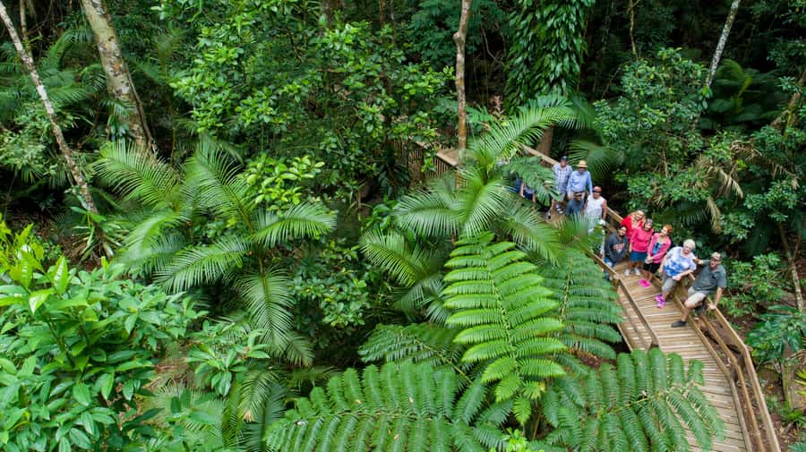 Cairns: 2-Day Great Barrier Reef & Daintree Rainforest Tour - Lunch, freshwater swimming, and Cape Tribulation