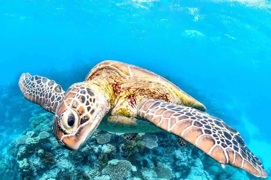 Cairns: 2-Day Great Barrier Reef & Daintree Rainforest Tour - What the two days feel like in practice