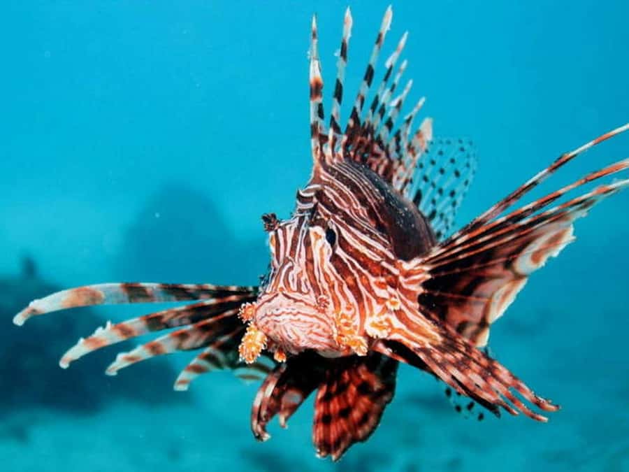Cairns: 2-Day Great Barrier Reef Dive and Snorkel Boat Trip - Should you book Coral Sea Dreaming?