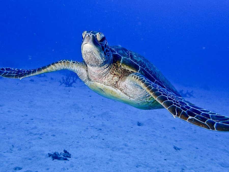 Cairns: 2-Day Great Barrier Reef Dive and Snorkel Boat Trip - The night session is the trip’s special moment
