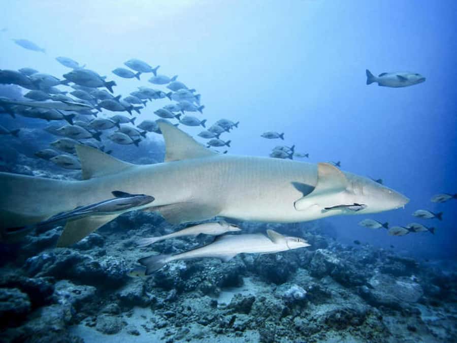 Cairns: 2-Day Great Barrier Reef Dive and Snorkel Boat Trip - Dawn, breakfast, and the second day