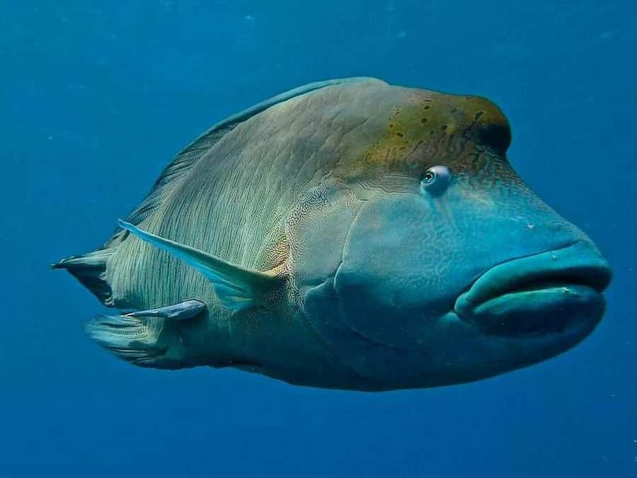 Cairns: 2-Day Great Barrier Reef Dive and Snorkel Boat Trip - What is included, and where the extra costs appear