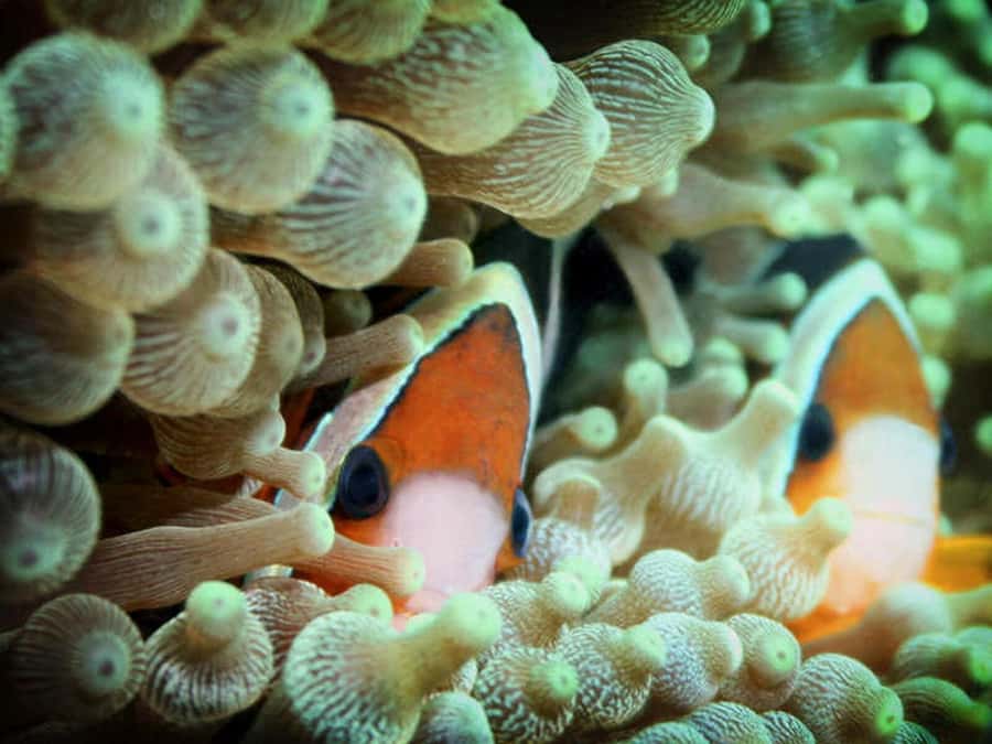 Cairns: 2-Day Great Barrier Reef Dive and Snorkel Boat Trip - Practical ways to make the two days better