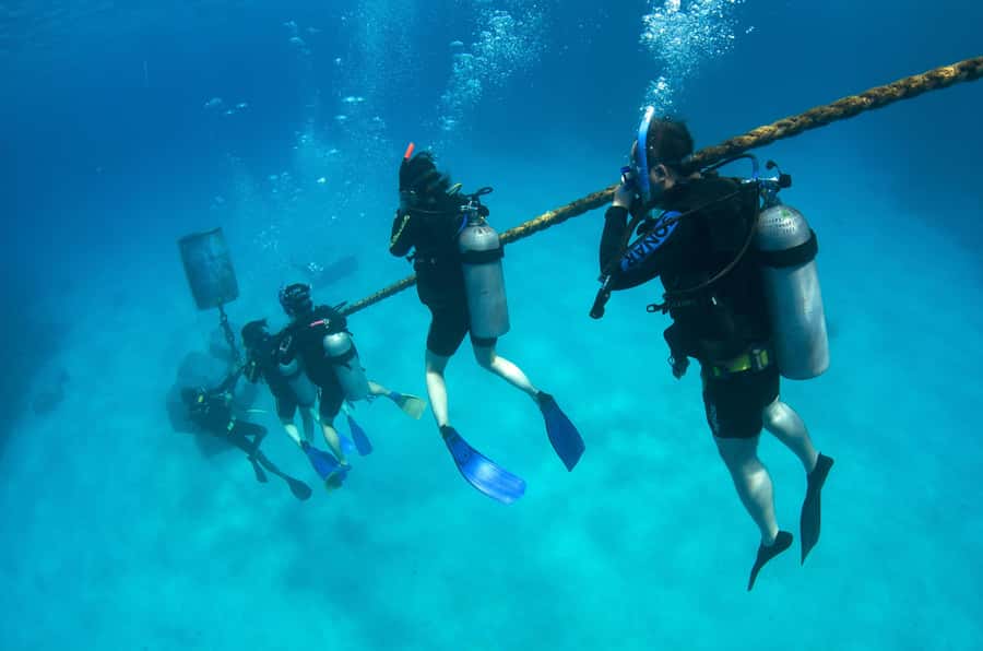 Cairns: 4-Day PADI Open Water Course - What you may see at the reef