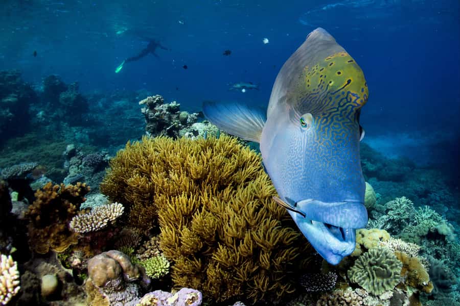 Cairns: All-Inclusive Great Barrier Reef Half-Day Snorkeling - More than two hours among coral and fish