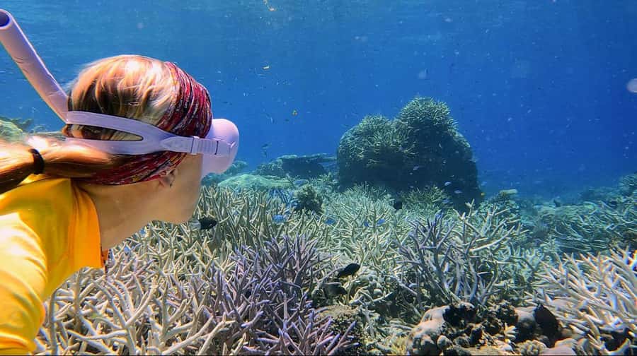 Cairns: All-Inclusive Great Barrier Reef Half-Day Snorkeling - Equipment, comfort, and the little extras
