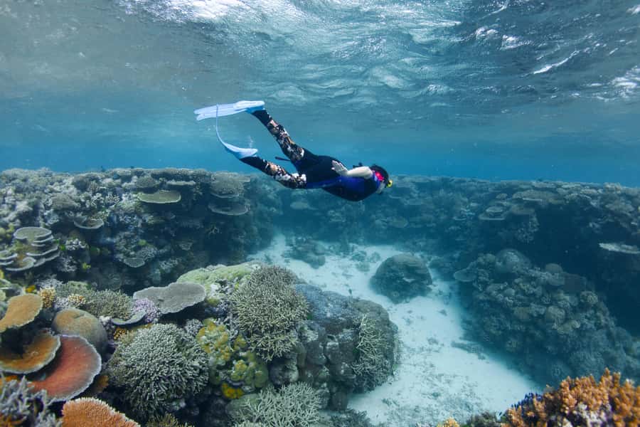 Cairns: All-Inclusive Great Barrier Reef Half-Day Snorkeling - Who should book this trip