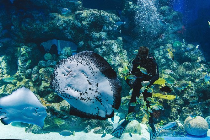 Cairns Aquarium Admission Ticket - The Deep Reef Tank and live coral