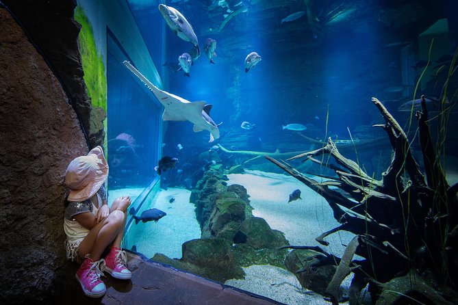 Cairns Aquarium Admission Ticket - Touch tanks, reptiles, and rainforest life