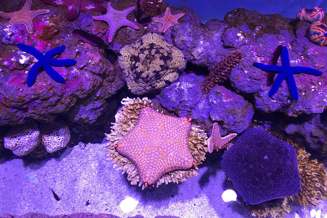 Cairns Aquarium Admission Ticket - Daily talks and the shark feeding show