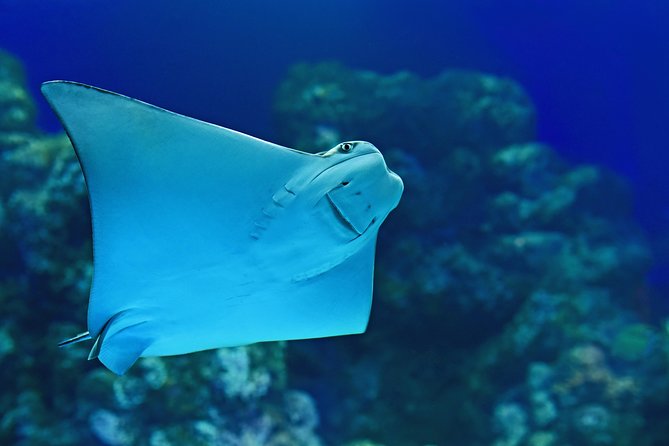 Cairns Aquarium Admission Ticket - How long to spend inside